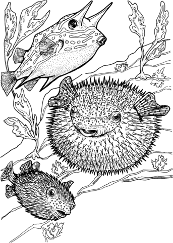 Porcupine Fish And Cowfish Coloring Page